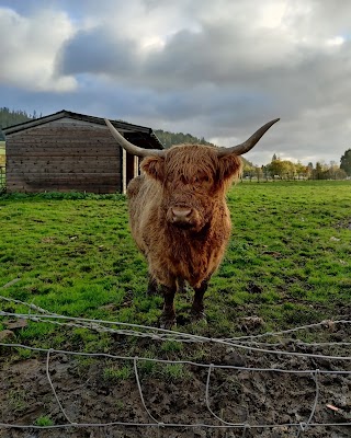 The Hairy Coo - Scotland Tours