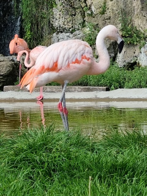 Dudley Zoo and Castle