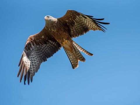 Haven Falconry Bird of Prey Centre