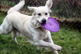 Crowbank Kennels & Cattery