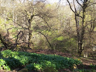 Beeslack Wood