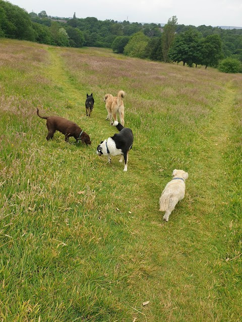 My Pawfect Adventure dog home boarding