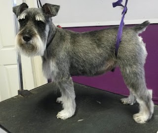 Sleek & Chic Dog Groomers