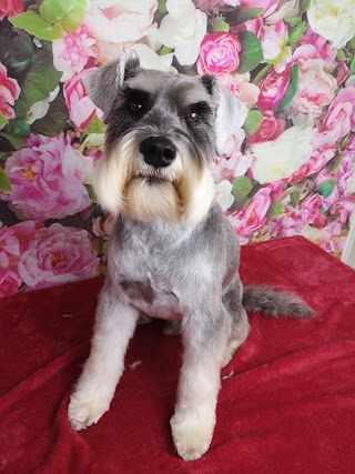 Cambuslang Dog Grooming