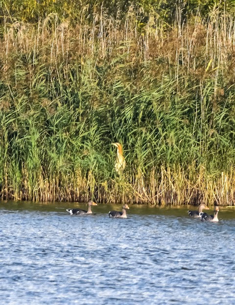 Willington Wetlands Nature Reserve