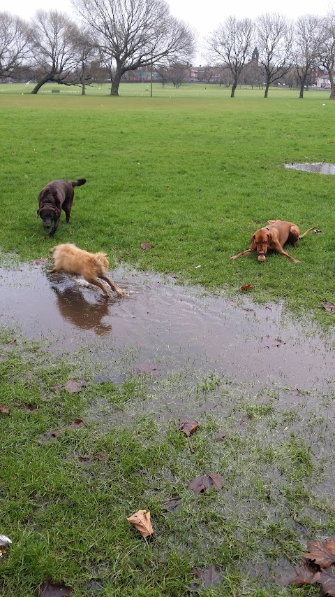 Waggytails Dog Walking in South Liverpool