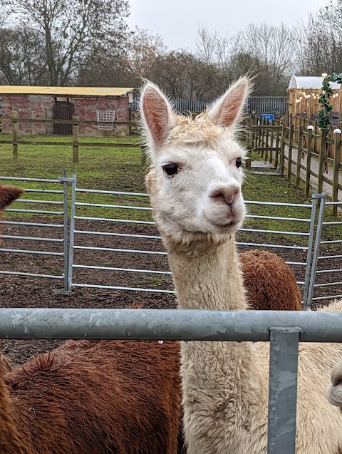 Willow Tree Family Farm