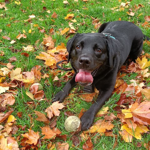 Walking to wagging tails