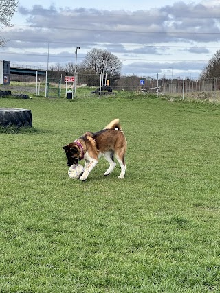 ferrybridge dog park