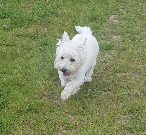 Henry's Walking Pals