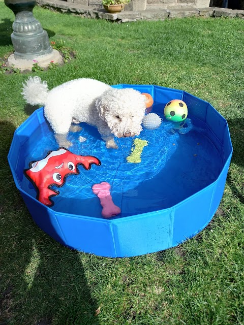 Maddie's Retreat Home Dog Boarding