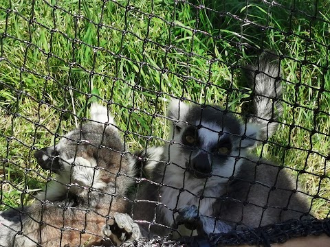 Wildheart Animal Sanctuary, Isle of Wight