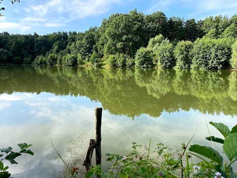 Лапаївське лісництво