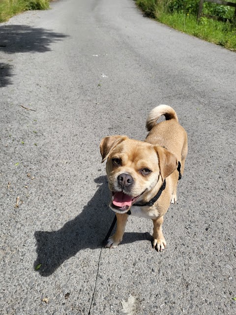 Highwood Boarding Kennels