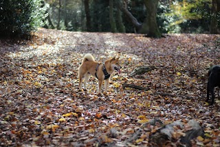 Green Dog Walking & Countryside Daycare