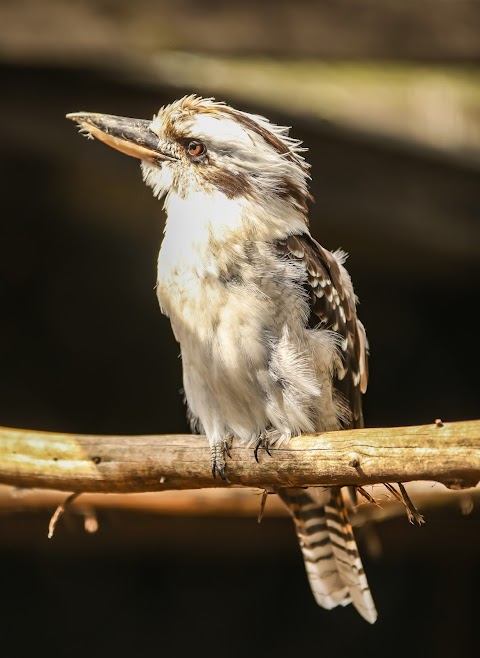 Hamerton Zoo Park