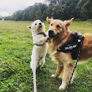 Caversham Canine Club