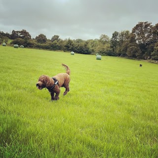 Paws Up For Walkies