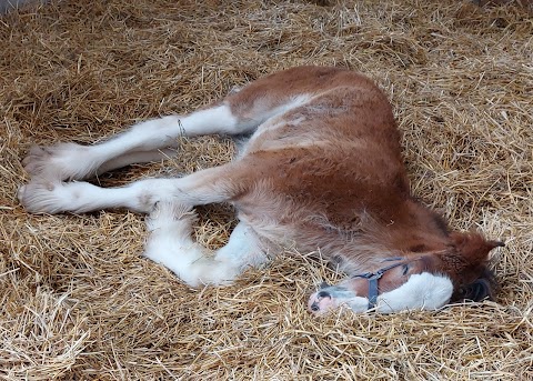 Cotebrook Shire Horse Centre