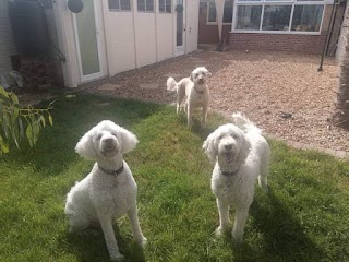 Noarck Boarding Kennels and Cattery