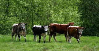 Wanlip Meadows