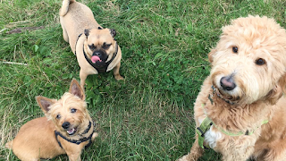 Playful Pups Loughborough