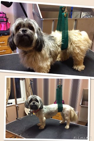 Oscars Dog Grooming