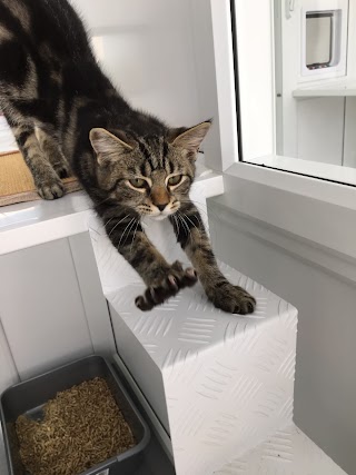 Apple Blossom Cattery