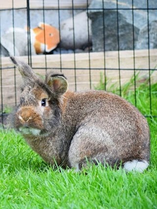 Hug a bunny hotel & Piggie Paradise