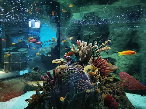 Exploris Aquarium