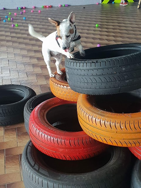 Dog Tyred