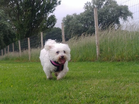 Laurel House Dog Walking Field