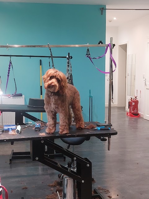 Star Dogs Grooming Salons