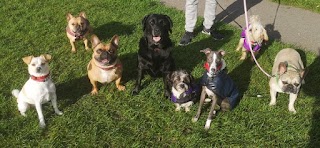 Doggy Day Care Thatcham and Newbury