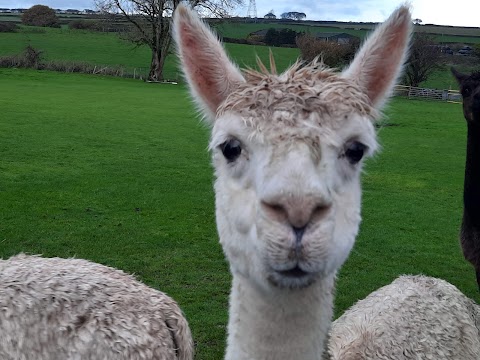 Brynteg Farm and Wellbeing Sanctuary