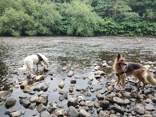 Waun dog walking and sitting