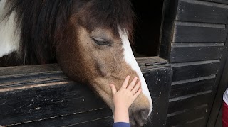 Churchfield Veterinary Centre, Equine Unit