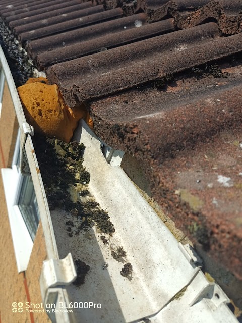 GuttVac Guttering & Exterior Cleaning Services