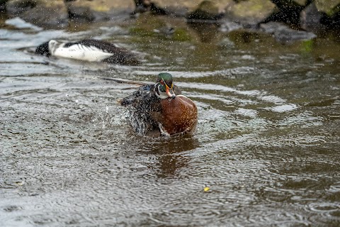 WWT Martin Mere