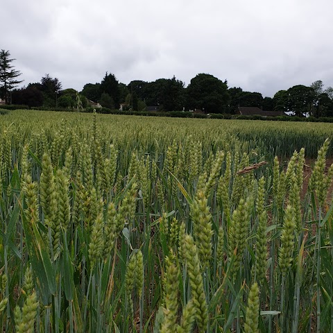 The Avenue Country Park