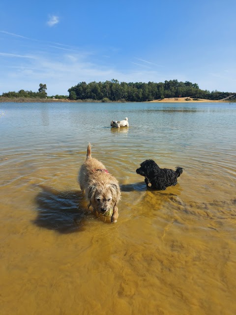 Alfie's Pals Dog Walking