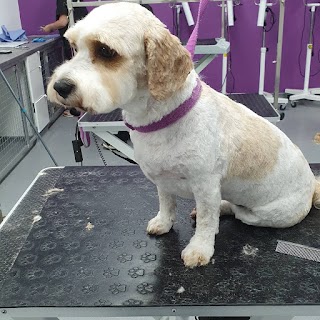 Mandys bigpaws little paws groomers