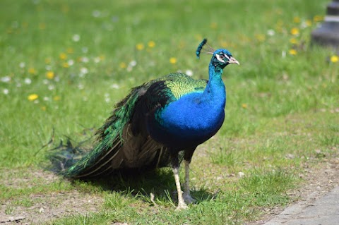 Peacock Meadow Park
