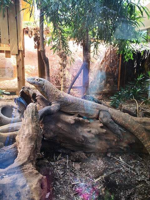 The Attenborough Komodo Dragon House