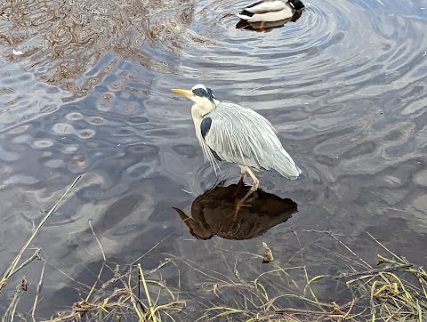 Water of Leith Walkway