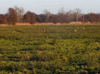 RSPB Buckenham and Cantley Marshes