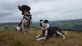 Baxter's Dog Walking Halifax