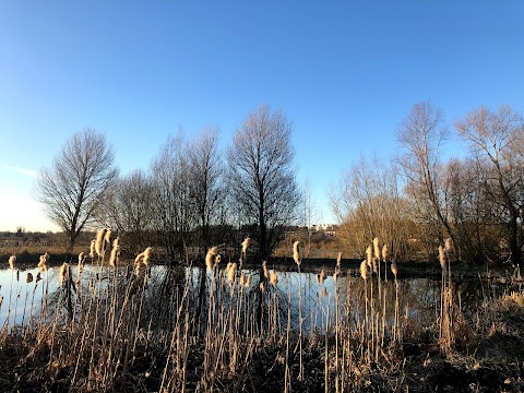 Bowthorpe Marsh