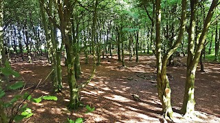 BroadTree Forest School