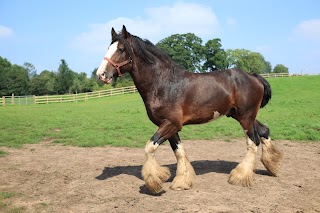 Cotebrook Shire Horse Centre